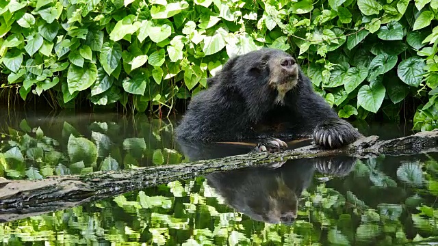 亚洲黑熊在池塘里放松。视频下载
