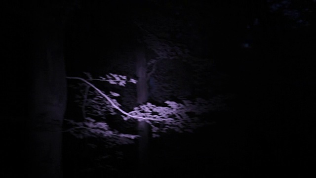 一个手电筒照亮了夜晚的树木。视频素材