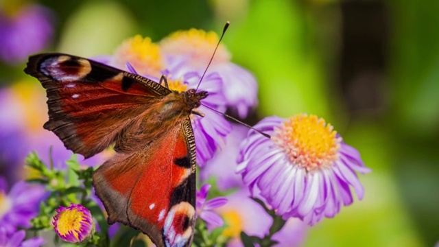 一只孔雀蝴蝶在一朵紫色的花上的慢动作镜头视频素材