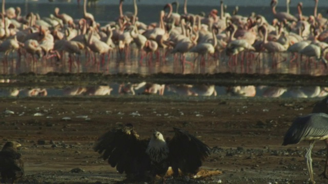 非洲鱼鹰滑翔上岸，背景是成群的火烈鸟视频下载