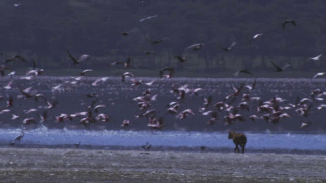 一群火烈鸟在湖上，鬣狗在通过热霾前景的海岸上行走视频下载