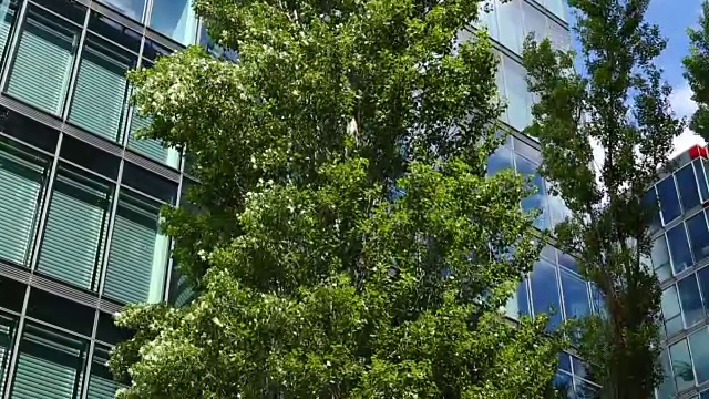 摩天大楼与树，淘金视频下载