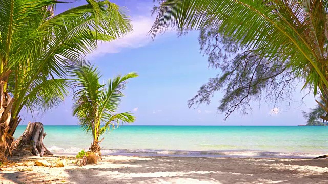 有椰子树的夏日海滩视频下载