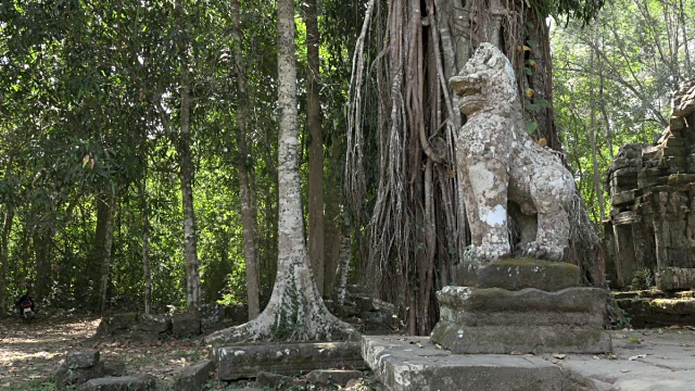 丛林中帕尔汗神庙的守卫视频下载