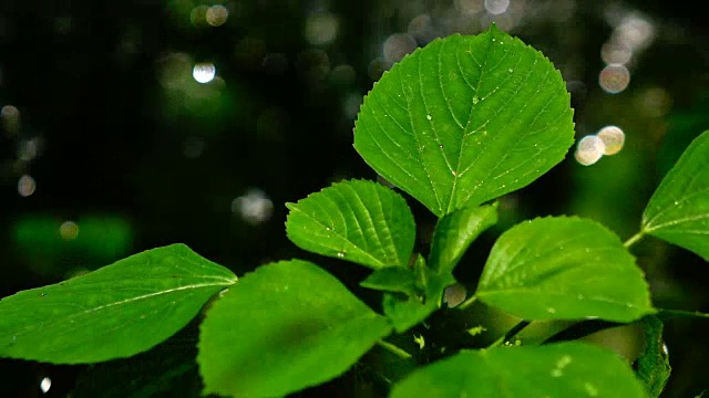 慢镜头水滴在绿叶上视频素材