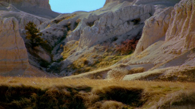中镜头跟踪拍摄风滚草/悬崖在背景视频素材
