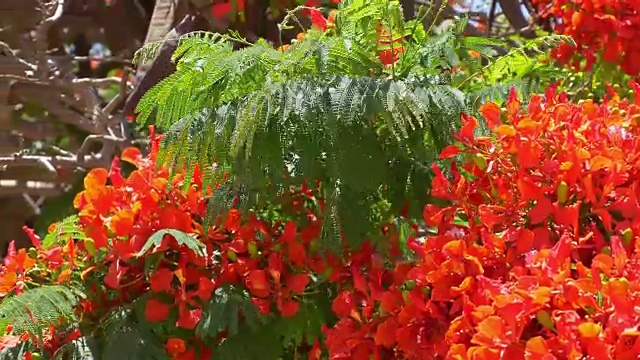 带花的热带芙蓉树视频视频下载