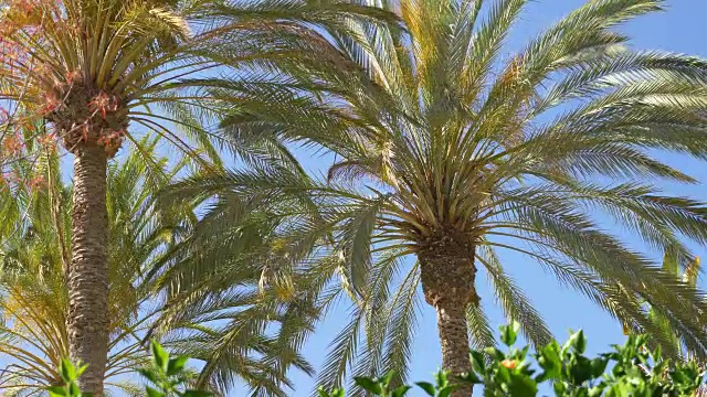 4K的棕榈树视频视频下载