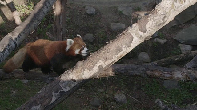 小熊猫在树枝上行走视频素材