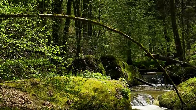 流淌在田园诗般的春林中的小溪视频素材