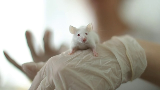 实验室里的小白鼠视频下载