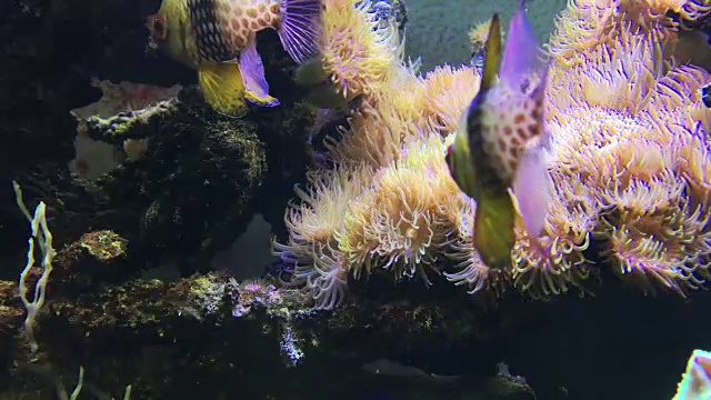 水族馆里的海洋生物视频素材