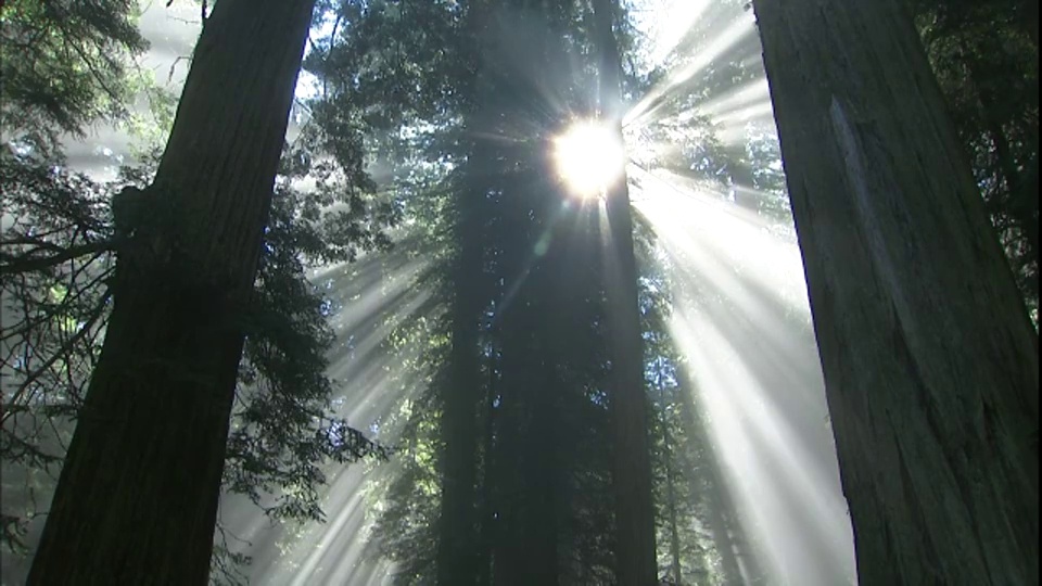 阳光透过红木国家公园和国家公园的红木树，加利福尼亚。视频下载