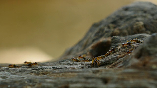 特写白蚁在木头上游行。视频下载