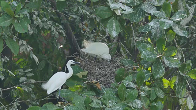 白鹭在树枝上的巢中孵蛋。视频下载