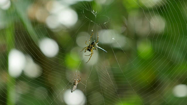 被蜘蛛网困住的昆虫。视频下载