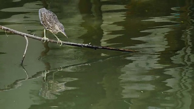 扑扇鸟(黑冠夜鹭)猎食猎物。视频下载