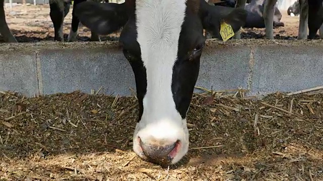 在农场牛棚里吃干草的母牛。视频下载