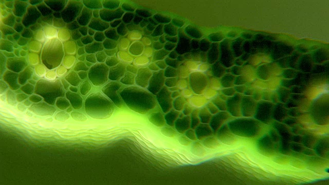 电脑生成的草叶细胞图形突出显示了帮助吸收二氧化碳的特殊细胞视频下载