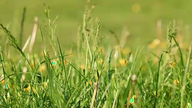 草和花在风中日落视频素材