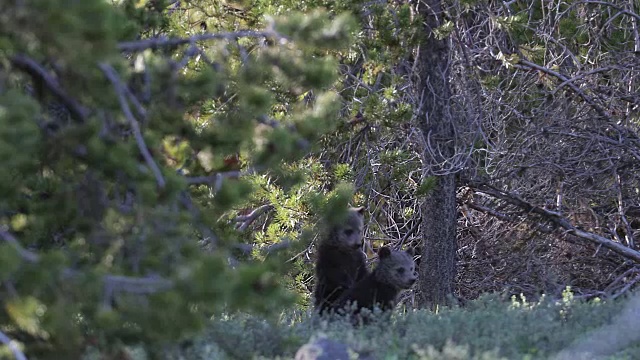 一只灰熊带着两只刚出生的幼崽穿过森林的4K MS镜头视频下载