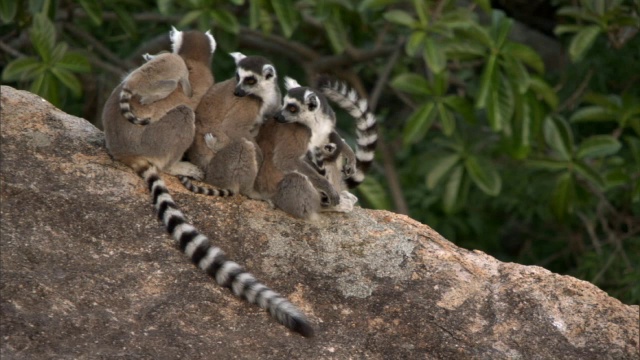 环尾狐猴(狐獴)在岩石上休息，马达加斯加视频下载