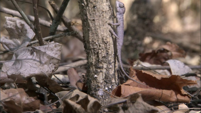 婴儿拉布尔的变色龙(Furcifer labordi)正在爬树，马达加斯加视频下载