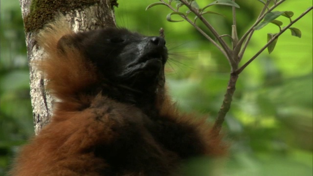 马达加斯加森林里，一只红尾狐猴躺在树上睡觉视频下载