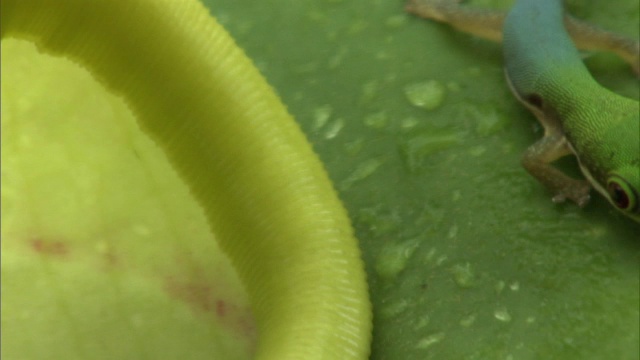 马达加斯加，日壁虎(Phelsuma)舔猪笼草(忘忧草)唇上的花蜜视频素材
