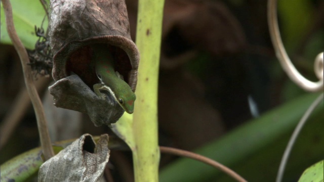 马达加斯加，日壁虎(Phelsuma)栖息在死猪笼草瓮(忘年猪笼草)中视频素材