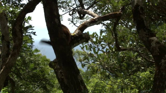 马达加斯加森林中，红尾狐猴(Varecia rubra)在树间跳跃视频素材