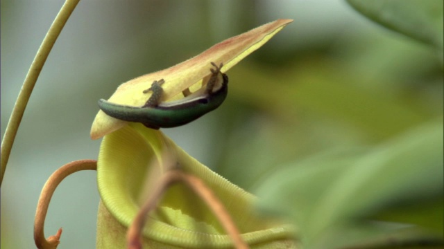 马达加斯加，日壁虎(Phelsuma)舔猪笼草(忘忧草)的花蜜视频素材