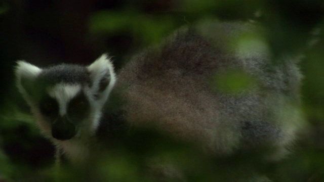 马达加斯加森林中的环尾狐猴(狐獴)视频素材