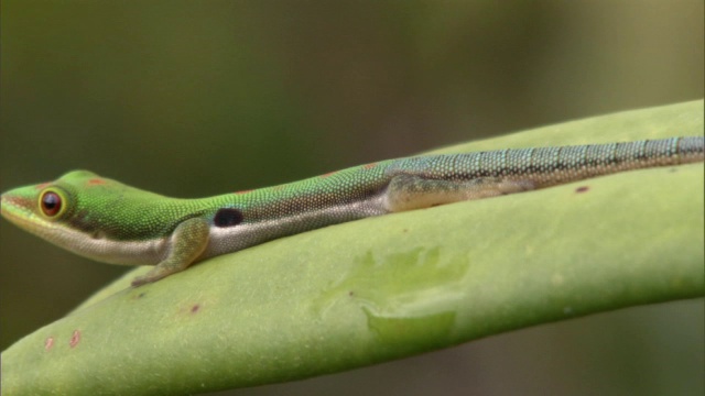 日壁虎(Phelsuma)在猪笼草叶子上张开嘴，马达加斯加视频素材