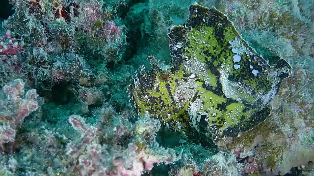 在日本冲绳石垣岛游泳的叶蝎鱼视频下载