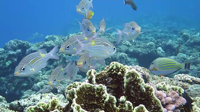 在日本冲绳岛黑岛游泳的条纹大鲷鱼视频下载