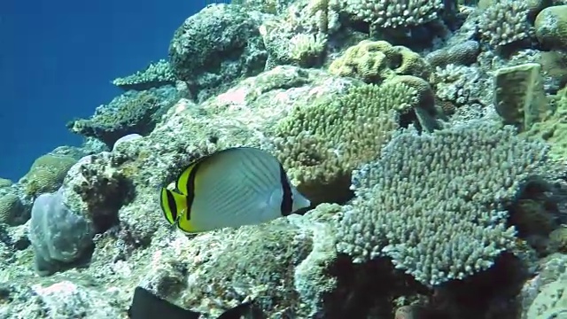 日本冲绳县石垣岛，蝴蝶鱼和三角珊瑚鱼在游泳视频下载