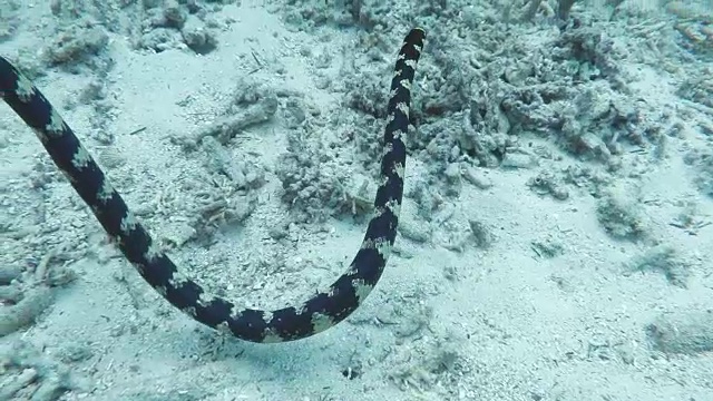 日本冲绳县石垣岛，海蛇在游泳视频下载