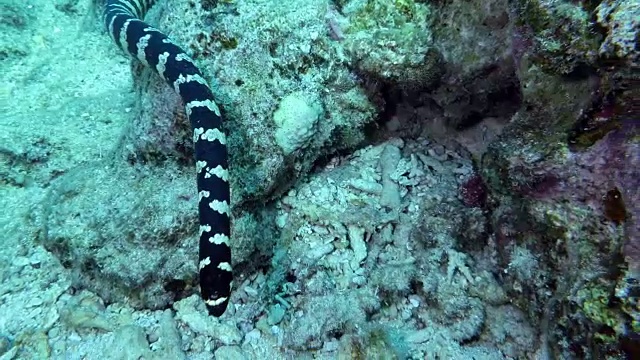 日本冲绳县石垣岛，海蛇在游泳视频下载