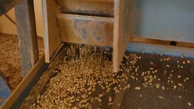 分类大小生咖啡豆的机器。视频下载