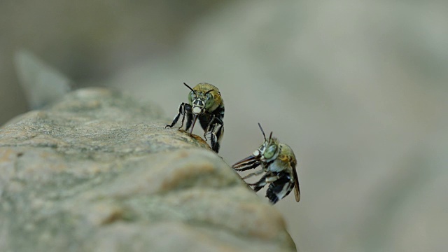 蓝带蜜蜂在岩石溪流中吸食矿物质。视频下载