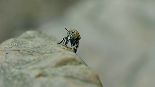 蓝带蜜蜂在岩石溪流中吸食矿物质。视频下载