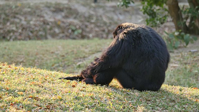 猴子坐在绿草地上。视频下载