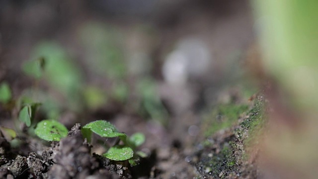 绿色的幼苗在雨中生长在地面上视频素材