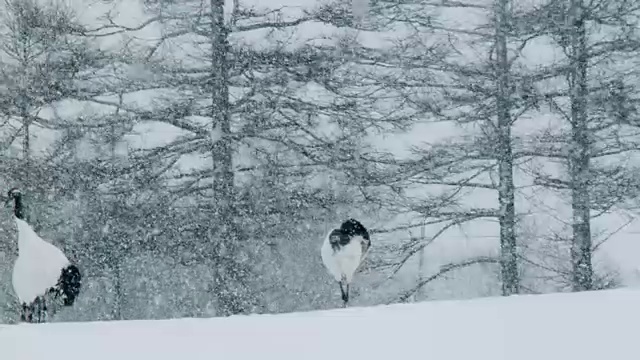 一对丹顶鹤在日本跳舞视频下载
