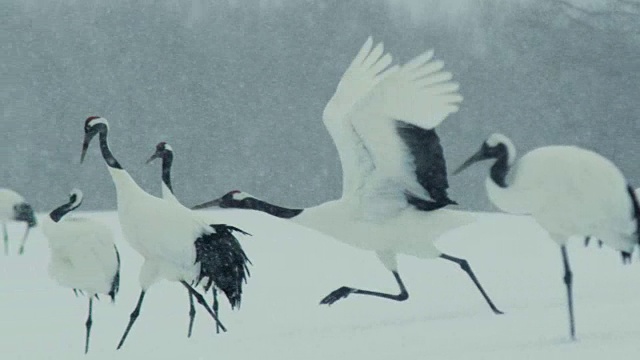 日本的丹顶鹤与雪视频下载