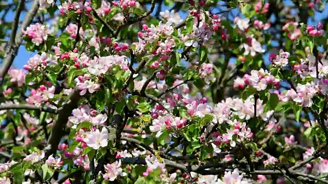 德国巴伐利亚苹果树春天开花视频素材