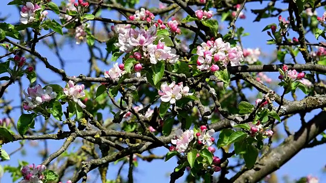 德国巴伐利亚苹果树春天开花视频素材