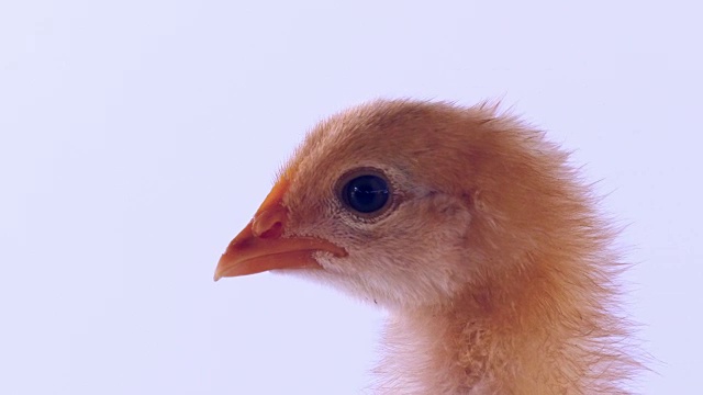 可爱的小鸡孤立在白色视频素材