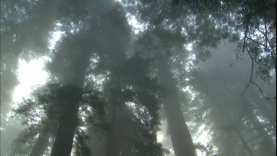 浓雾笼罩着高大的红木树在红木国家和国家公园，加利福尼亚州。视频下载